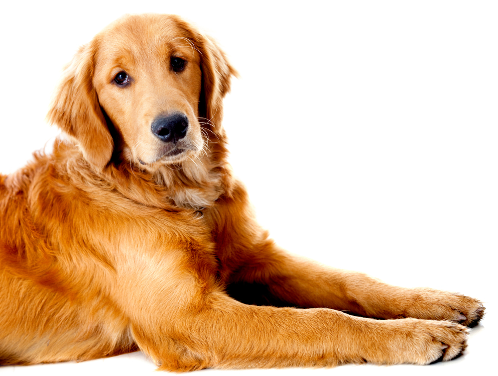 dog sit on the floor